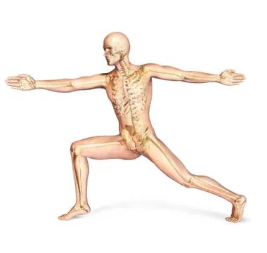 Human male in dynamic posture, with full skeleton superimposed. Stock Illustration