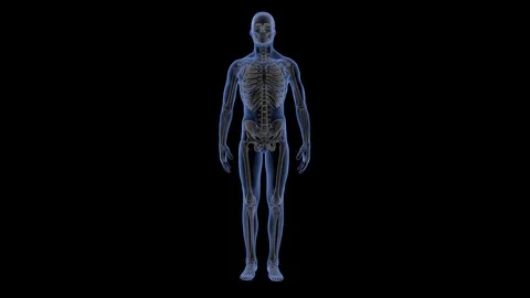 Human Male Skeleton 스톡 동영상 113217639
