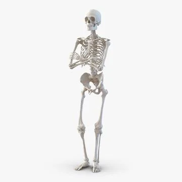 481 Glass Skeleton Stock Photos, High-Res Pictures, and Images - Getty  Images