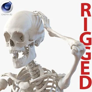 Human Male Skeleton Rigged for Cinema 4D 3D Model