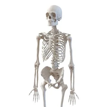 3D Model: Human Male Skeleton Rigged for Cinema 4D #91477265