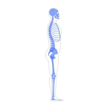 Human man skeleton anatomy Stock Illustration