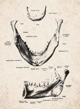Human Mandible And Hyoid Bone Vintage Anatomy Illustration Stock Illustration