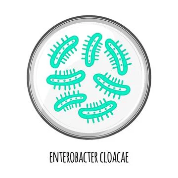 The human microbiome of enterobacter cloacae in a petri dish. Vector image. B Stock Illustration