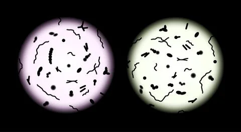 Human microbiota microscope view transplant vector probiotic cell. Microbiota Illustrazione stock