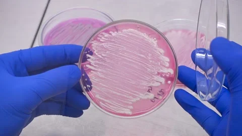 The human microbiota is studied by microbiologists. Stock Footage 194773372