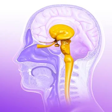 Human midbrain anatomy, illustration Stock Illustration