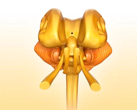 Human midbrain anatomy, illustration Stock Illustration