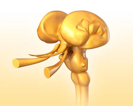 Human midbrain anatomy, illustration Stock Illustration