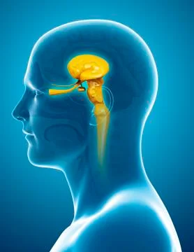 Human midbrain anatomy, illustration Stock Illustration