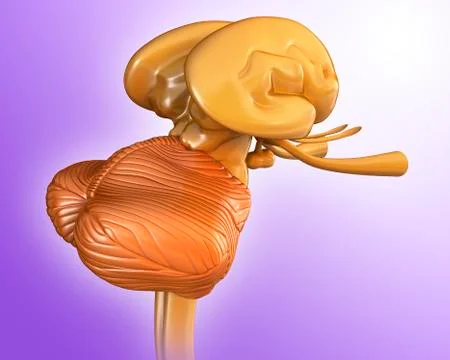 Human midbrain anatomy, illustration Stock Illustration
