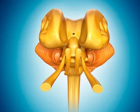 Human midbrain anatomy, illustration Stock Illustration
