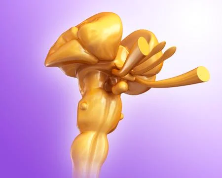 Human midbrain, illustration Stock Illustration