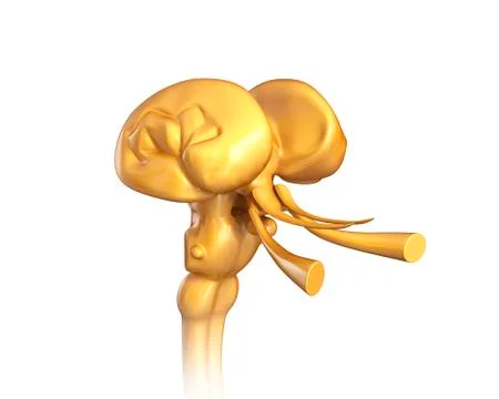 Human midbrain, illustration Stock Illustration