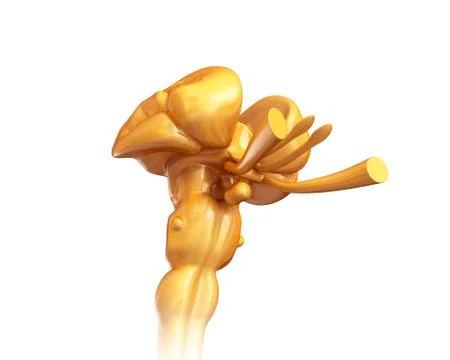 Human midbrain, illustration Stock Illustration