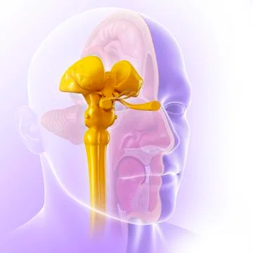 Human midbrain, illustration Stock Illustration