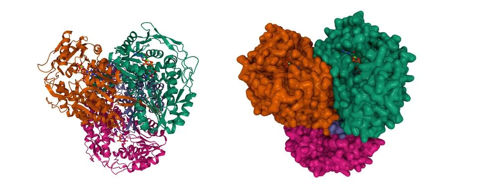 Human mitochondrial aldehyde dehydrogenase complexed with NADH and Mg2+ Stock Illustration