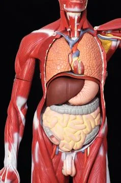 Human model Stock Illustration