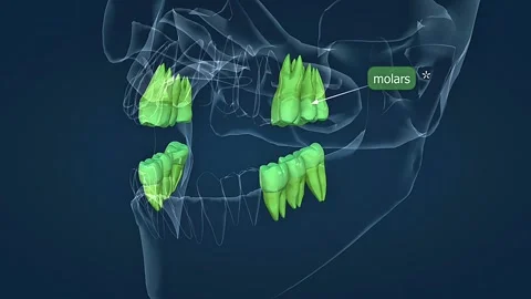 Human molars teeth Stock Footage 312142206