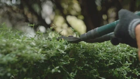 Human mows a bush scissors close-up Stock Footage 73618479