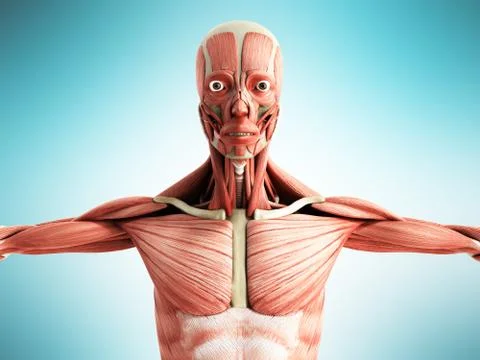Human Muscle Anatomy 3d render on blue front Stock Illustration