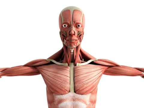 Human Muscle Anatomy 3d render on white front Stock Illustration