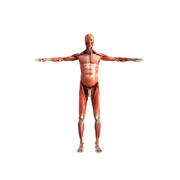 Human Muscle Anatomy 3d render on white front no shadow Stock Illustration