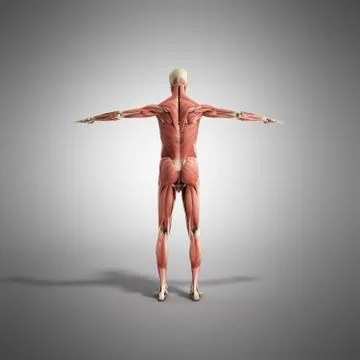 Human Muscle Anatomy 3d render on grey Stock Illustration
