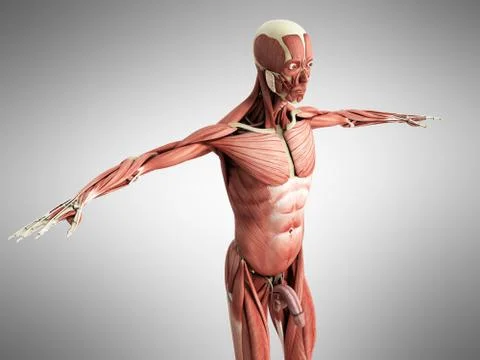 Human Muscle Anatomy 3d render on grey Stock Illustration