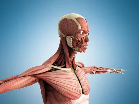 Human Muscle Anatomy 3d render on blue Stock Illustration