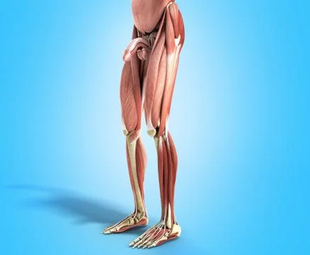 Human Muscle Anatomy 3d render on blue Stock Illustration