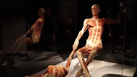 Human muscle anatomy model Stock Footage 331090382