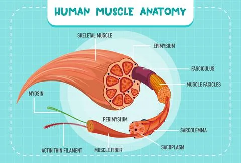 Human muscle anatomy structure Stock Illustration
