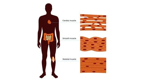 Human muscle tissues Stock Illustration