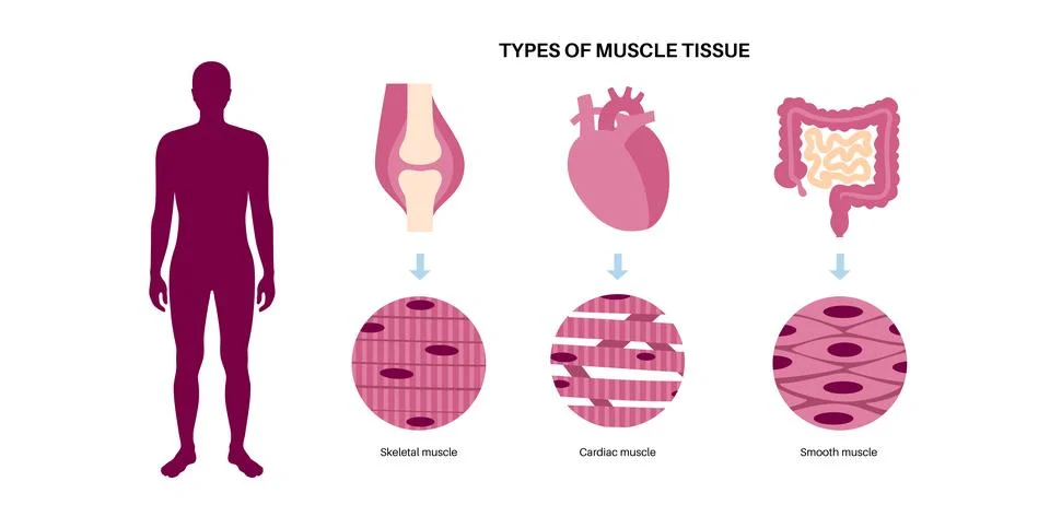 Human muscle tissues Stock Illustration