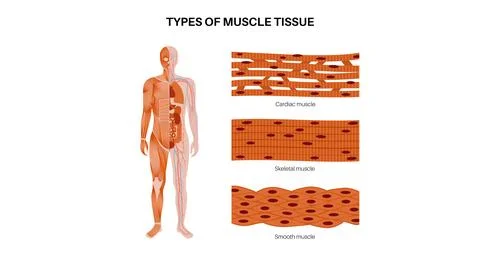 Human muscle tissues Stock Illustration