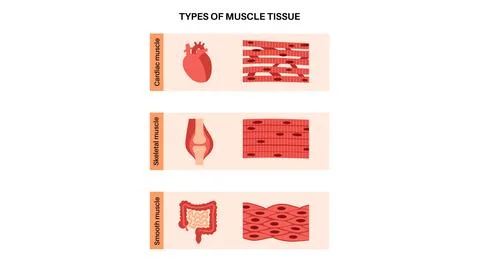 Human muscle tissues Stock Illustration