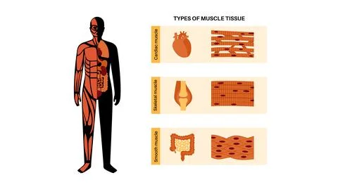 Human muscle tissues Stock Illustration