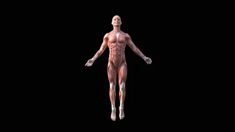 Human Muscle Turntable 4K Stock Footage 208410445
