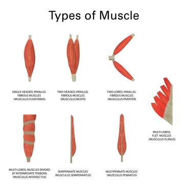 Human muscle types, realistic vector illustration, medicine Stock Illustration