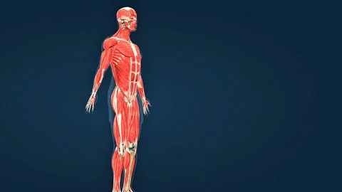 Human muscles Stock Footage 304973393