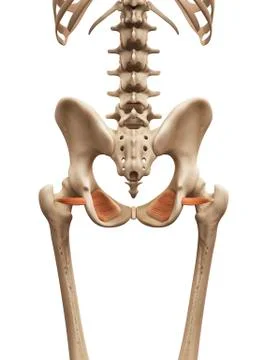 Human muscles, illustration Illustrazione stock