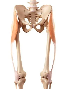 Human muscles of leg Stock Illustration