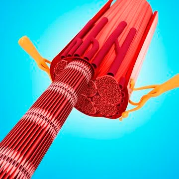 Human muscular structure, artwork Stock Illustration