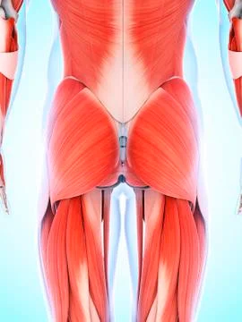 Human muscular system, artwork Stock Illustration