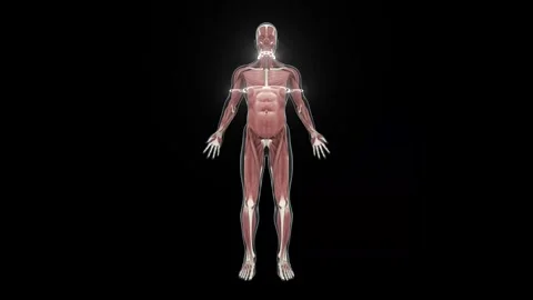 Human muscular system glowing in sequential detail Stock Footage 341776965