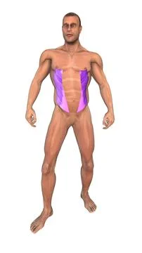 The human muscular system highlight External oblique muscles Stock Illustration