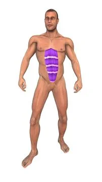 The human muscular system highlight Rectus abdominis muscles Stock Illustration