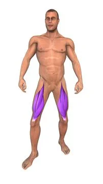 The human muscular system highlight Rectus femoris muscles Stock Illustration