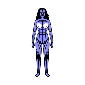 Human muscular system Stock Illustration